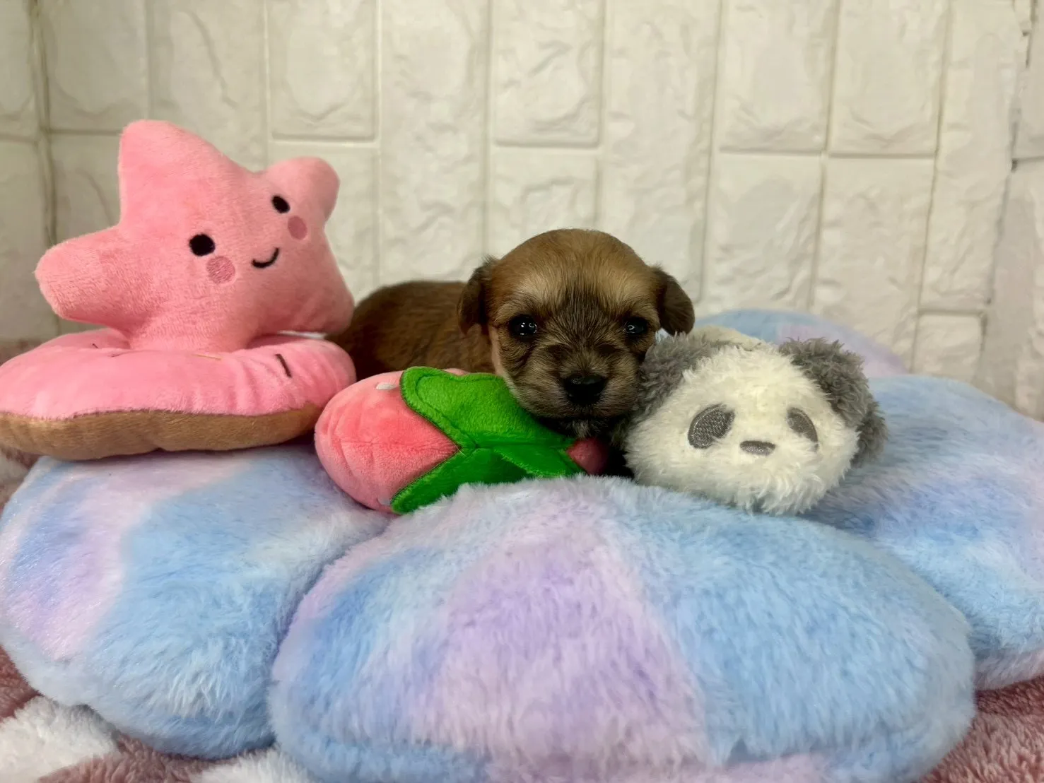 ご家族が決まりましたビションヨーキー♀フォーン