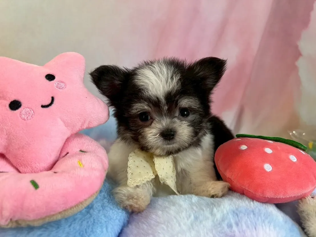 子犬の飼い方で失敗しないための安心ガイドと毎日の育て方ポイント