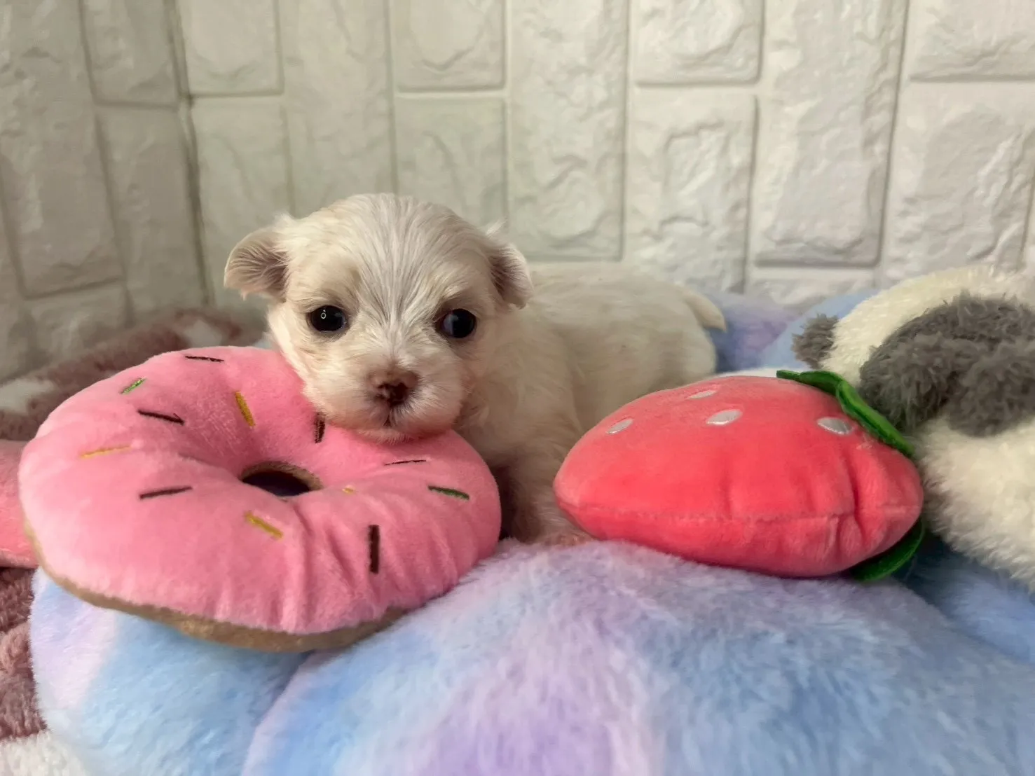 ご家族が決まりましたマルチーズ♀