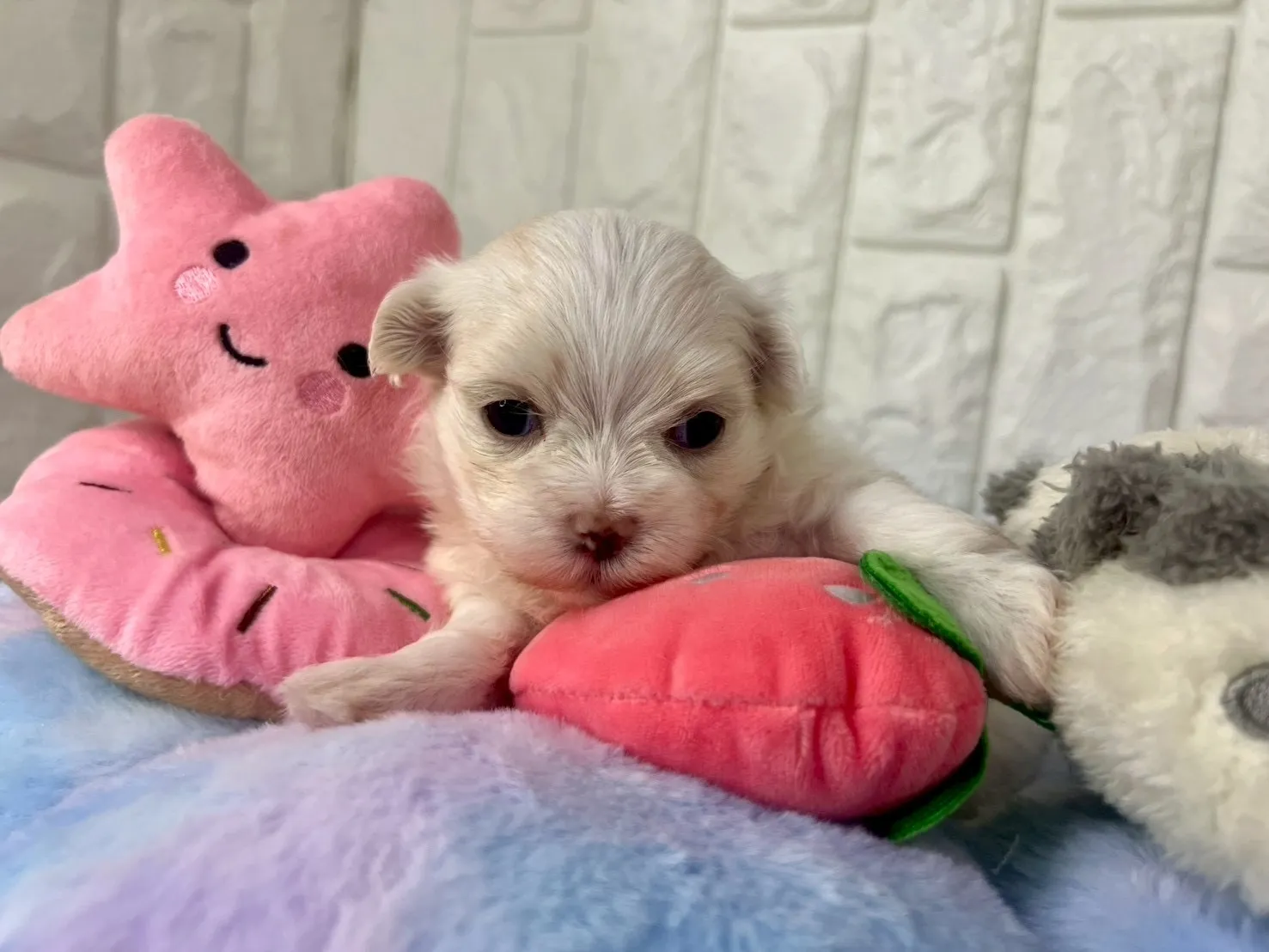 ご家族が決まりましたマルチーズ♀