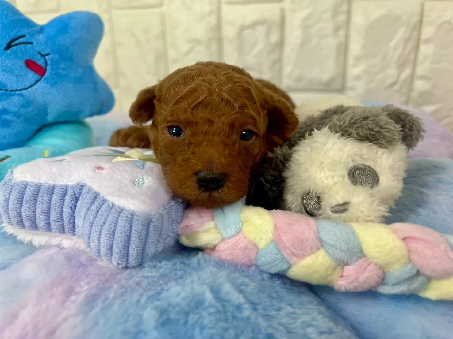 ビションプー♂レッド