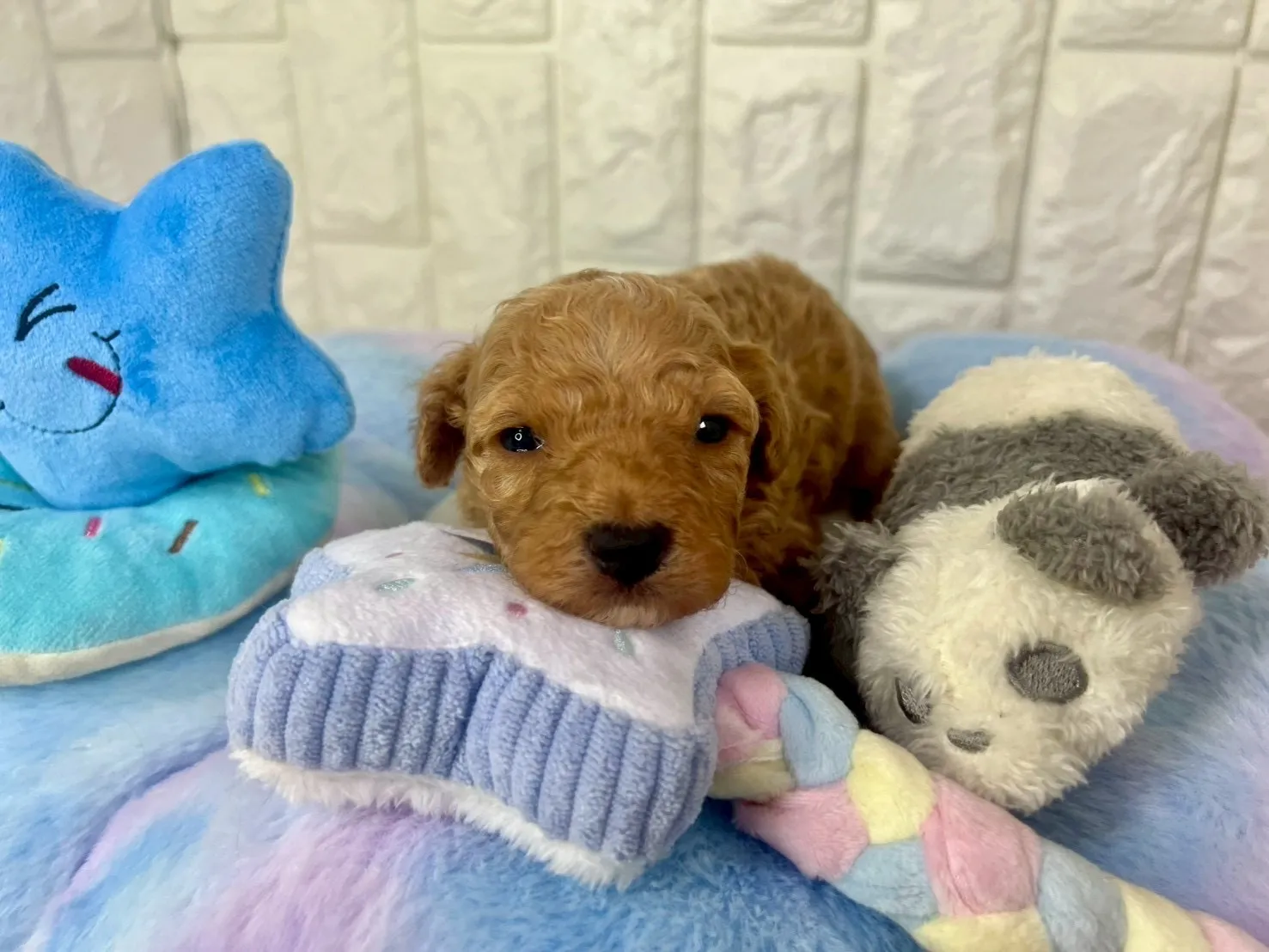 ビションプー♂アプリコット