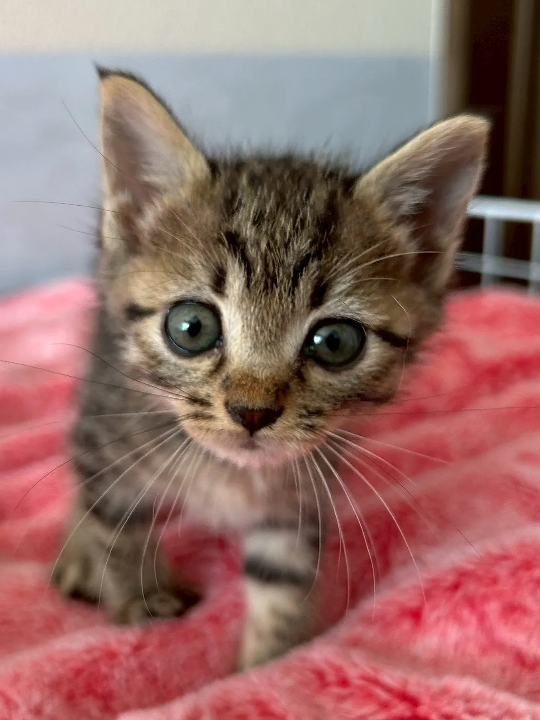 🐾💗うれしいご報告💗🐾