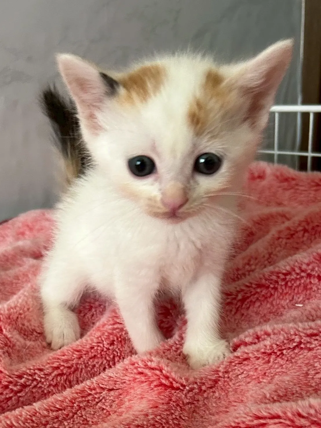 🐾💗うれしいご報告💗🐾