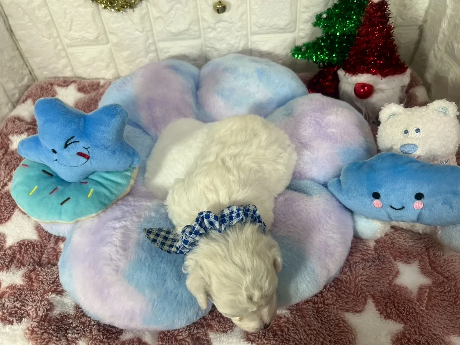 ビションフリーゼ♂ホワイト