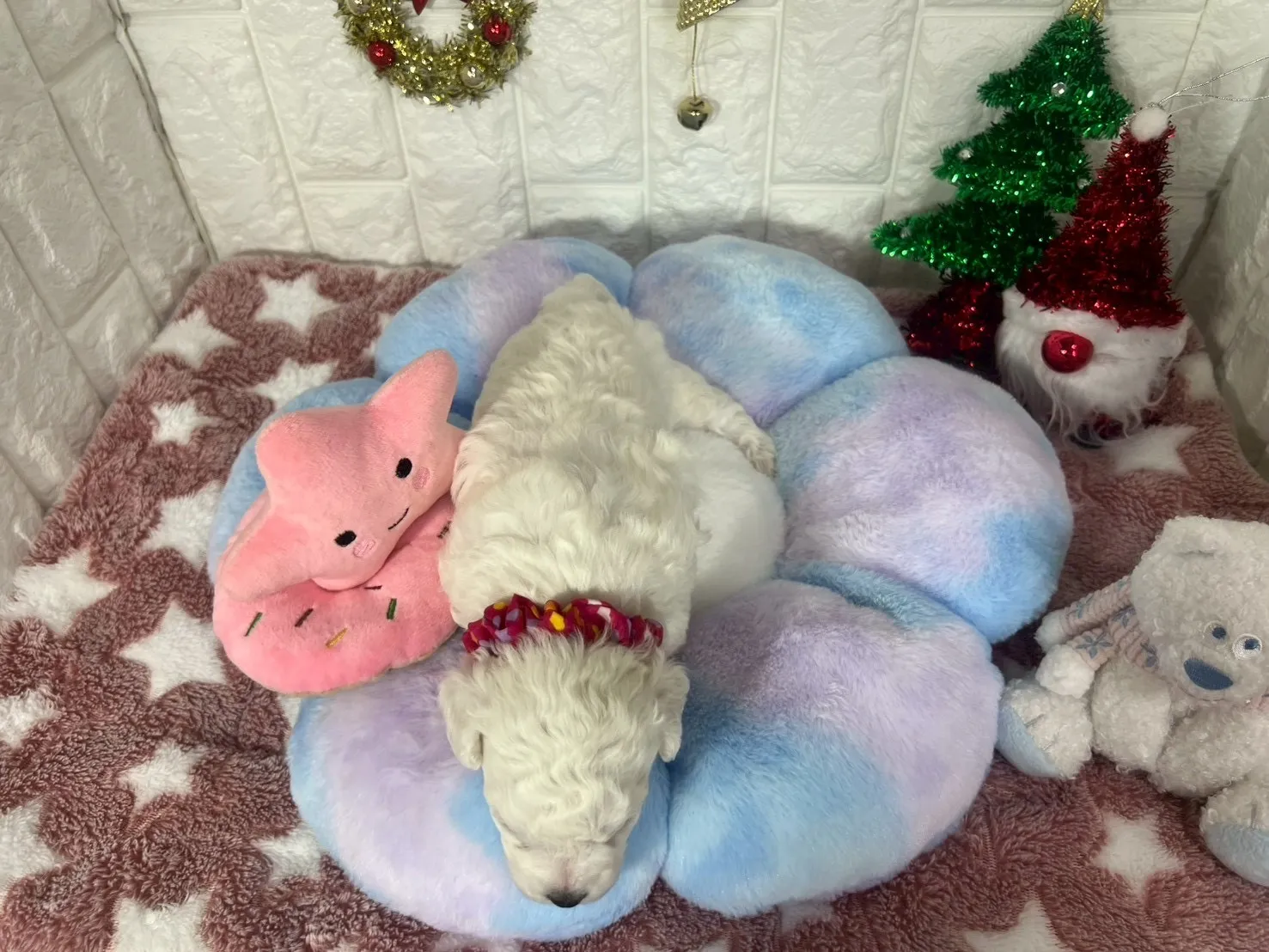 ご家族が決まりましたビションフリーゼ♀ホワイト