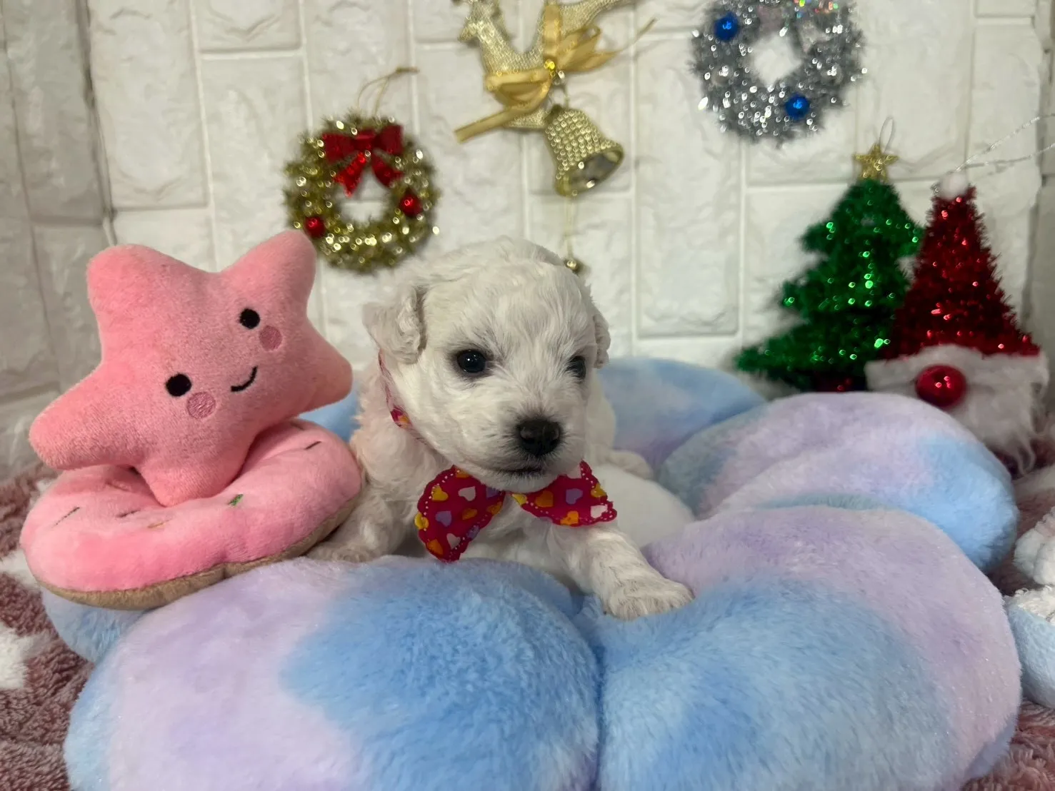 ご家族が決まりましたビションフリーゼ♀ホワイト