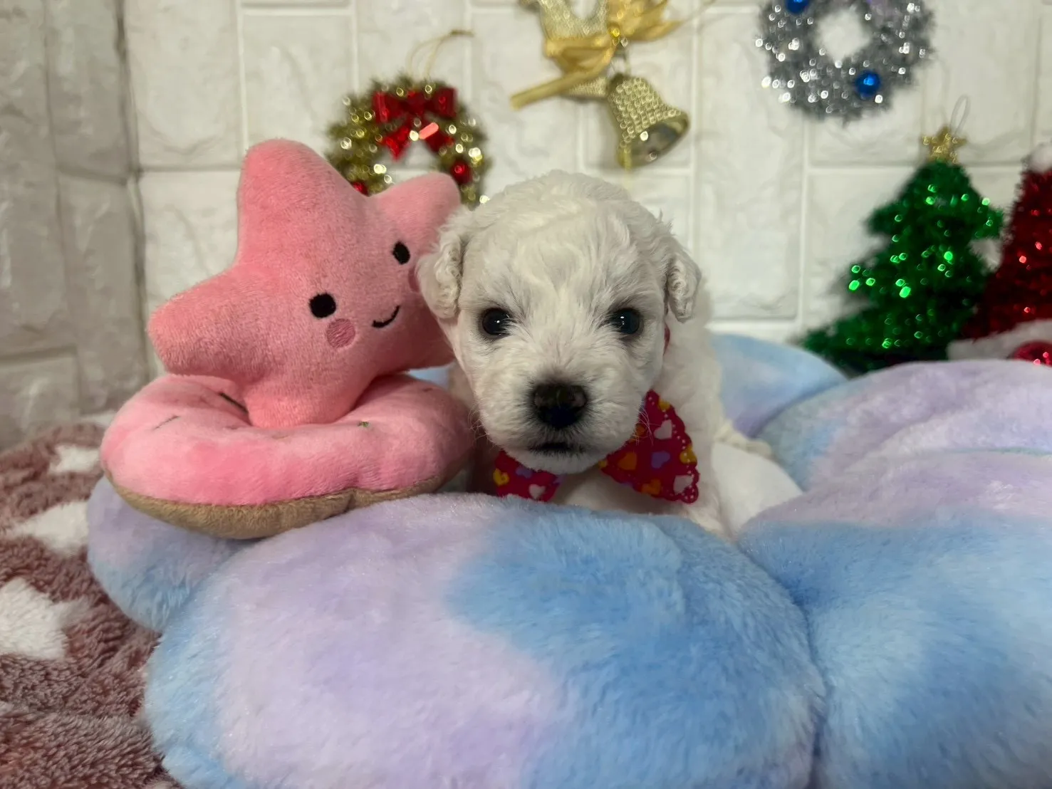 ご家族が決まりましたビションフリーゼ♀ホワイト