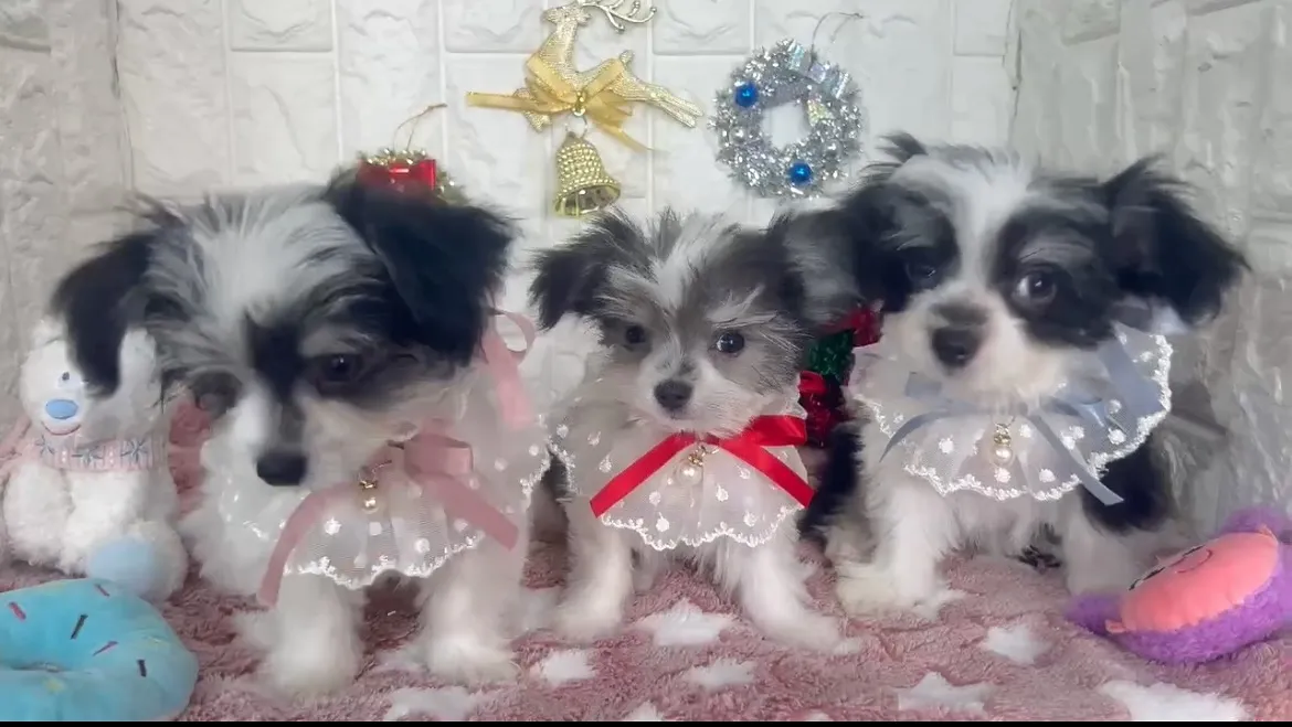 🩵ご家族様募集中🩷