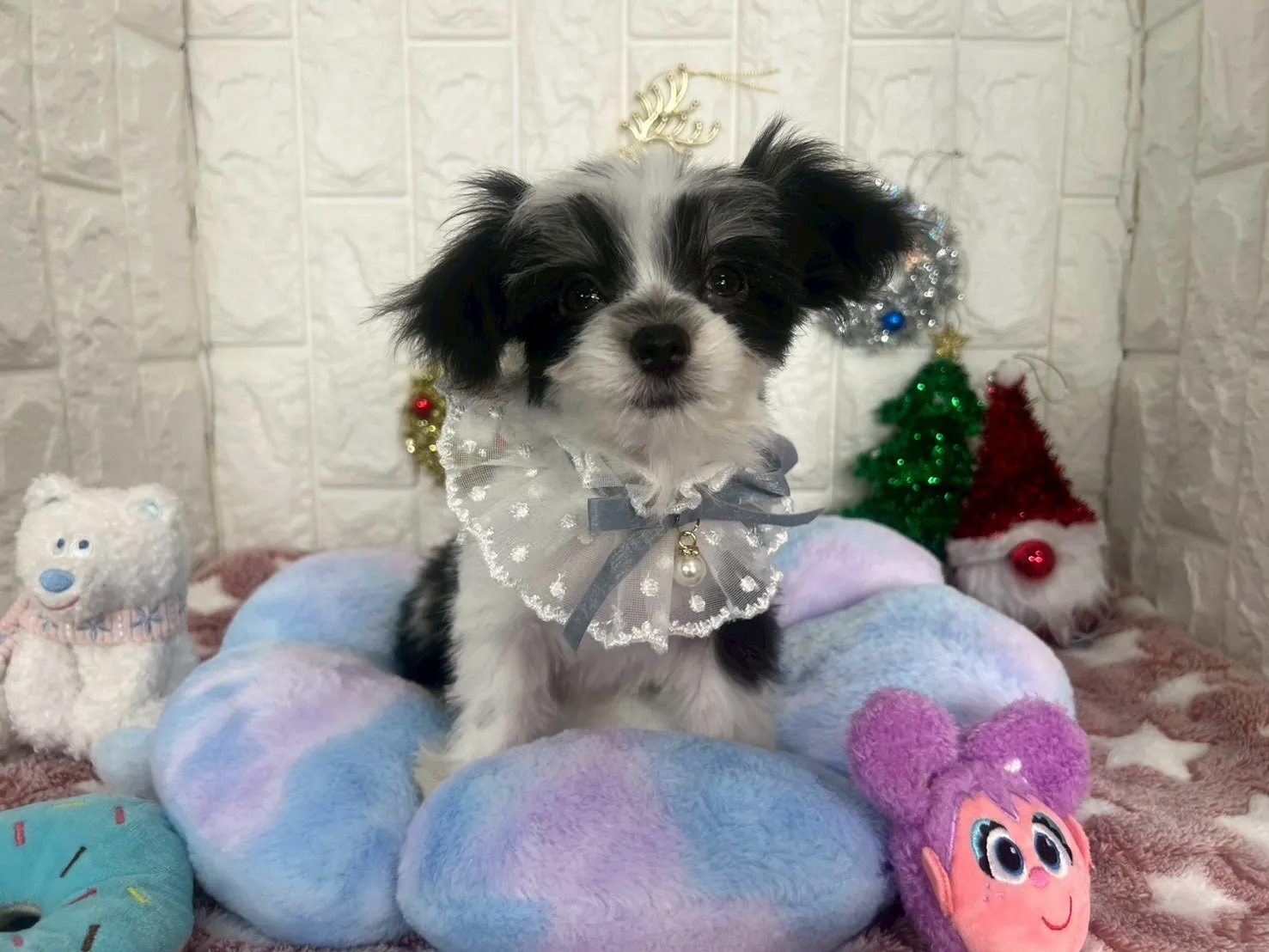 ご家族が決まりましたチワマル♂ホワイト＆ブラック　青首輪