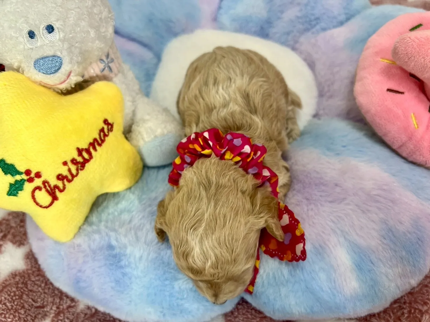 ご家族が決まりましたビションプー♀アプリコット