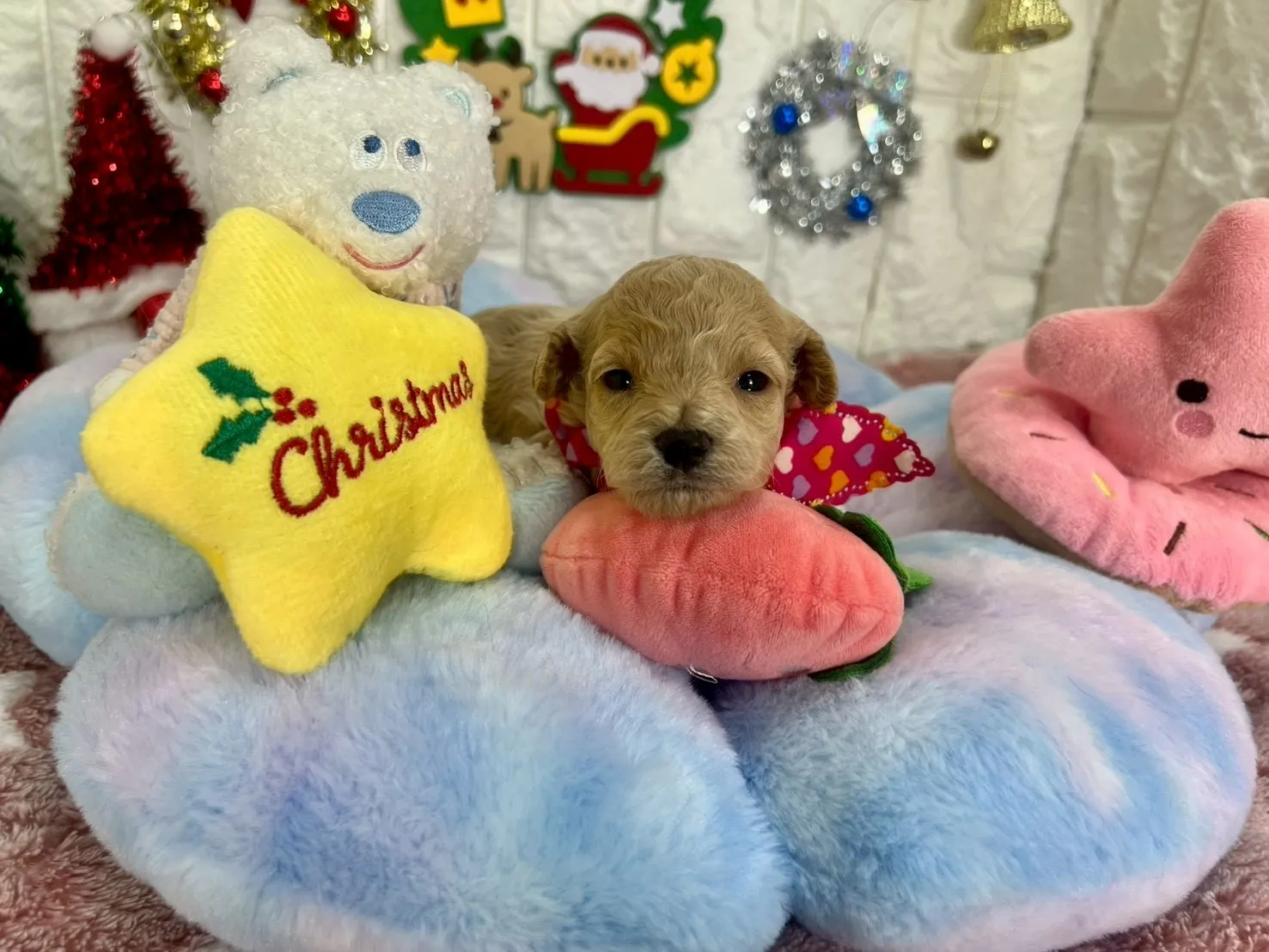 ご家族が決まりましたビションプー♀アプリコット