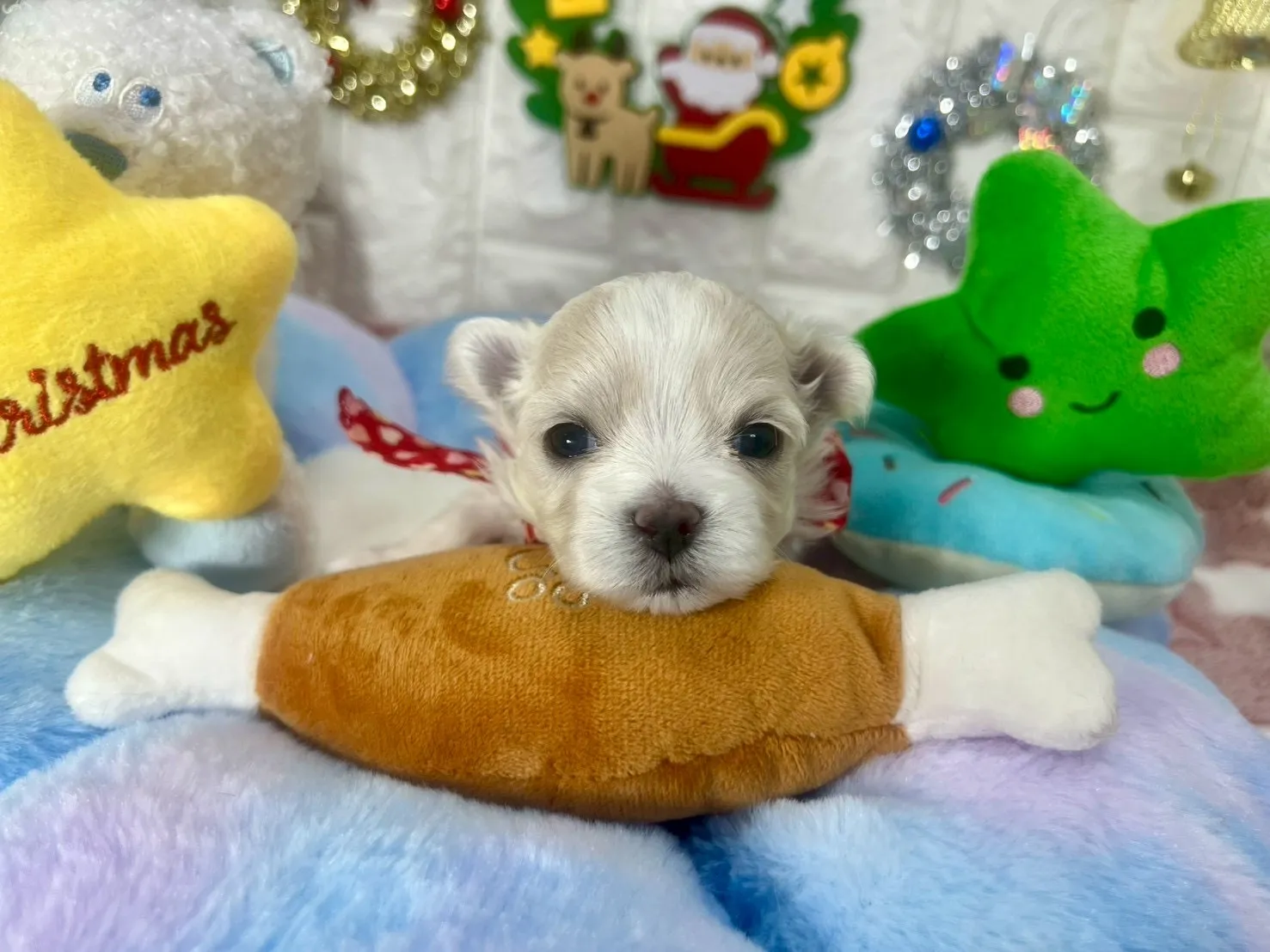 ご家族が決まりましたマルチーズ♂ホワイト