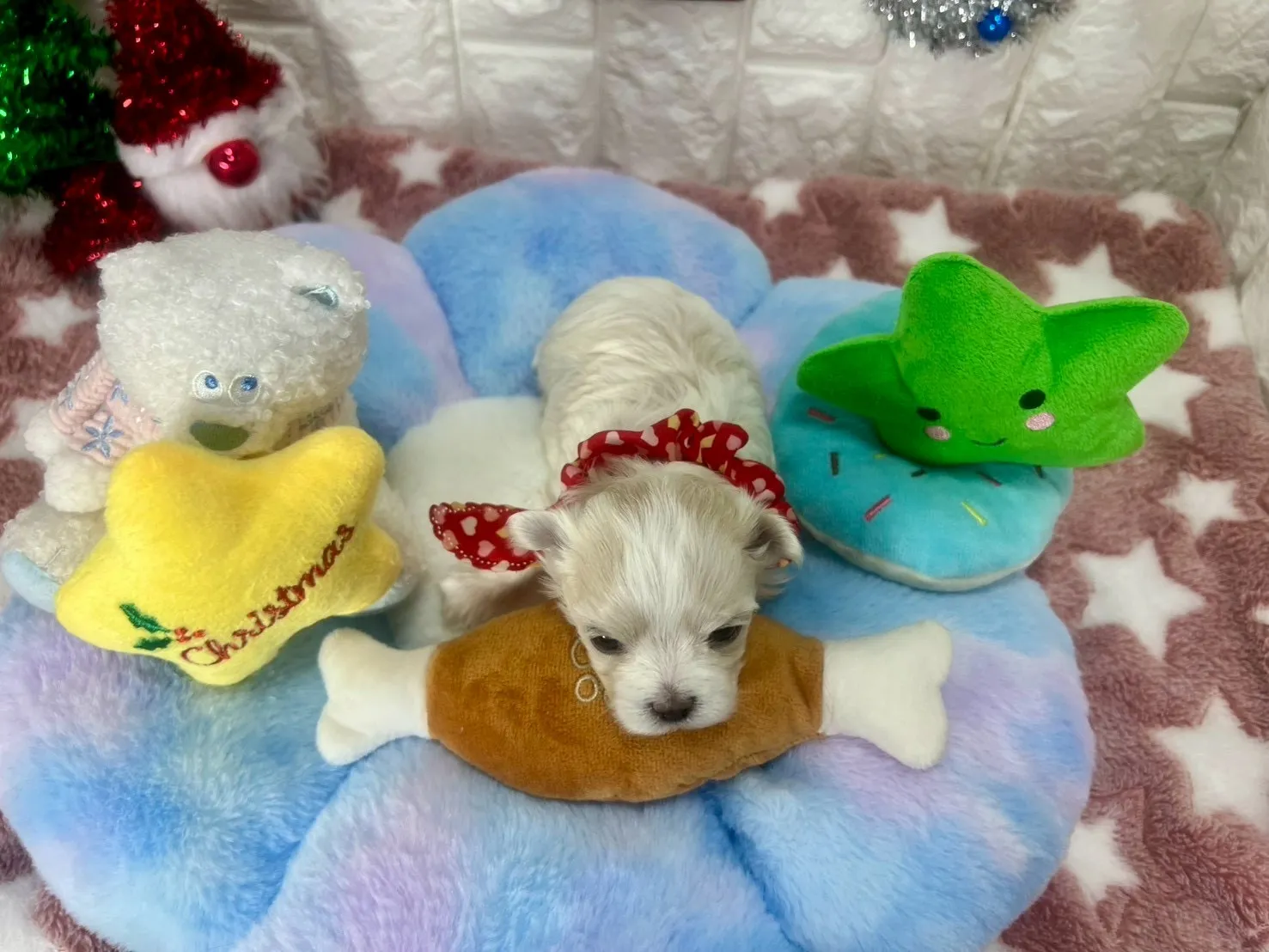 ご家族が決まりましたマルチーズ♂ホワイト