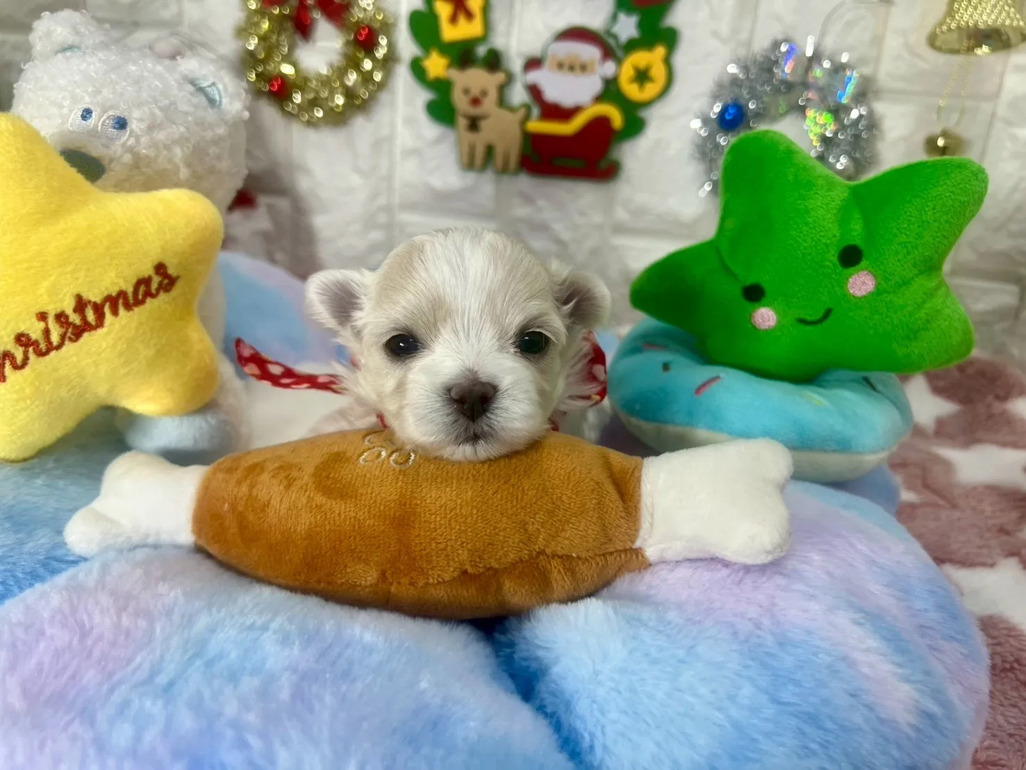 ご家族が決まりましたマルチーズ♂ホワイト