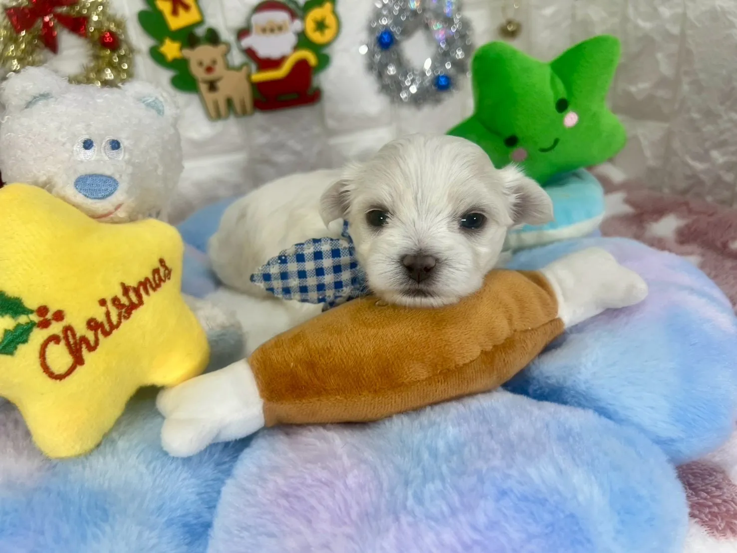 マルチーズ♂ホワイト