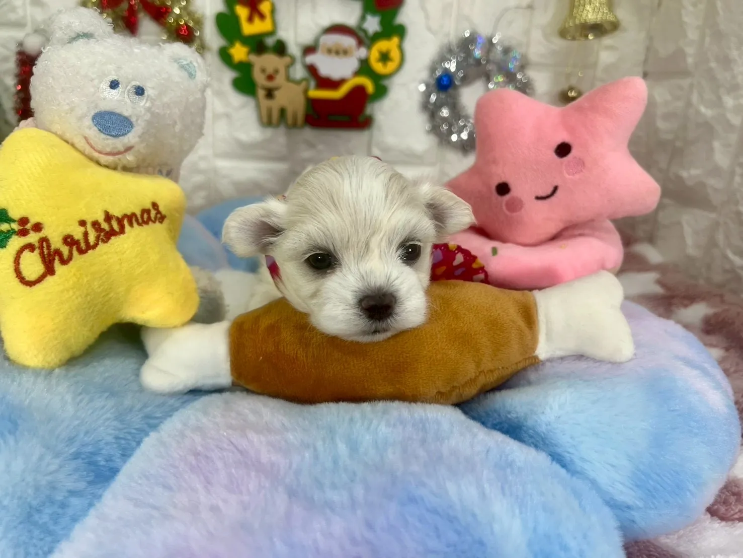 ご家族が決まりましたマルチーズ♀ホワイト