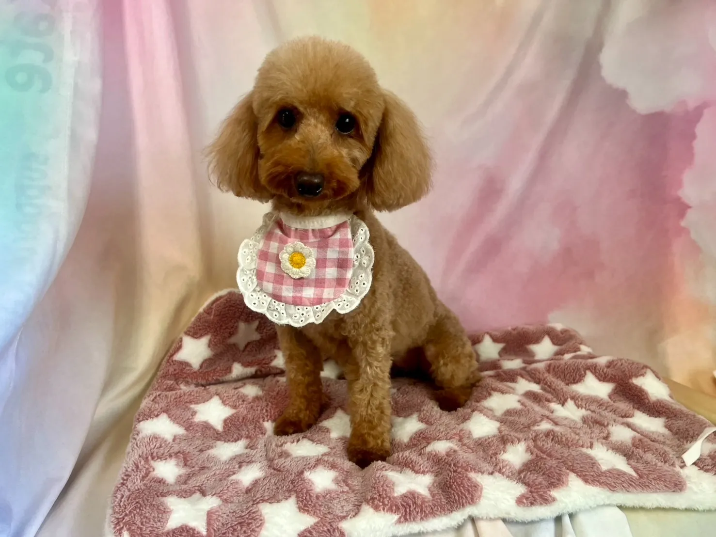 里親募集トイプードル♀　犬舎名あろまちゃん