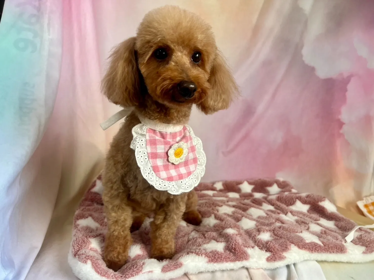 里親募集トイプードル♀　犬舎名あろまちゃん