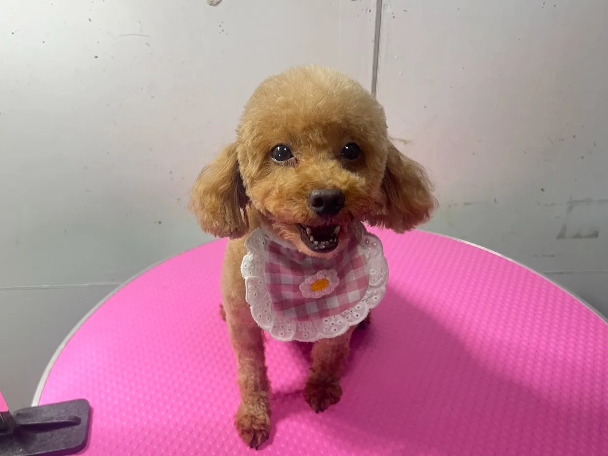 ご家族が決まりました里親様募集中 トイプードル♀　犬舎名　ちろるちゃん