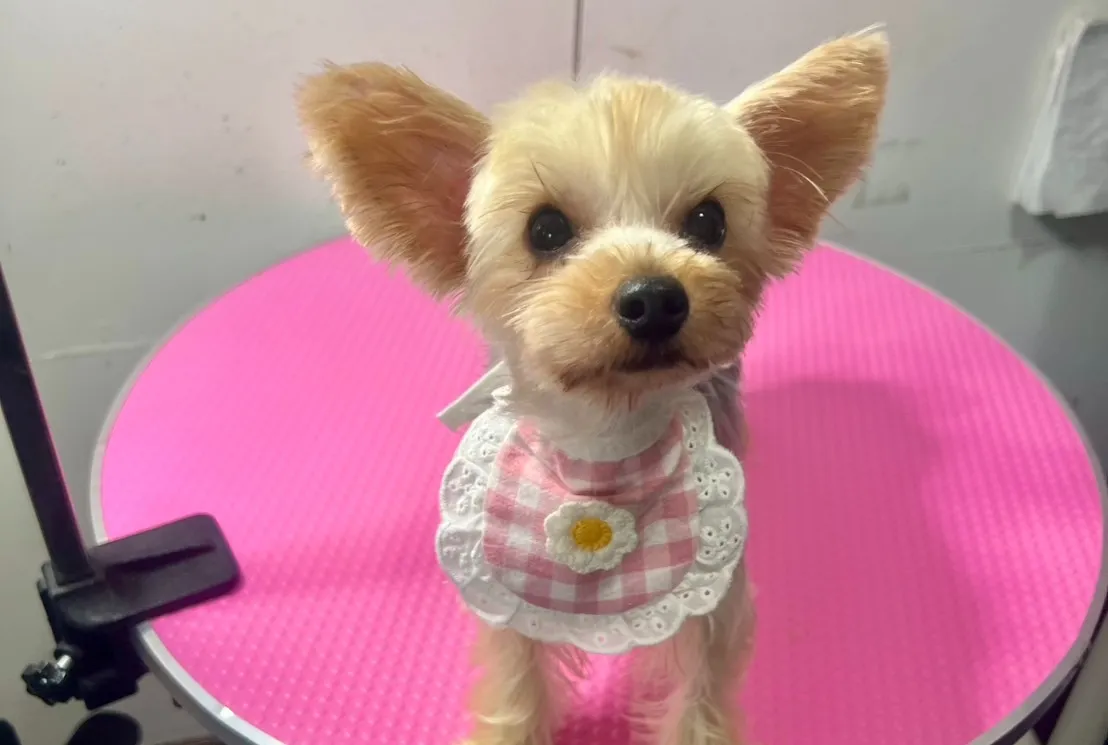 ご家族が決まりました里親募集ヨークシャーテリア♀犬舎名　セナちゃん