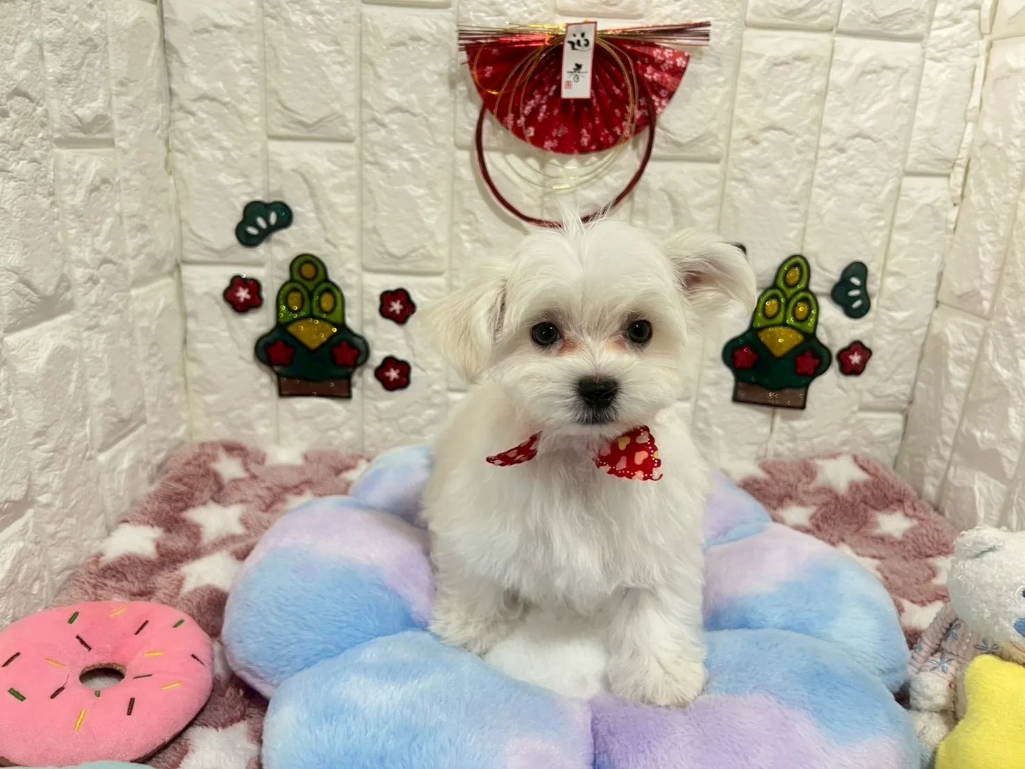 マルチーズ♂ホワイト