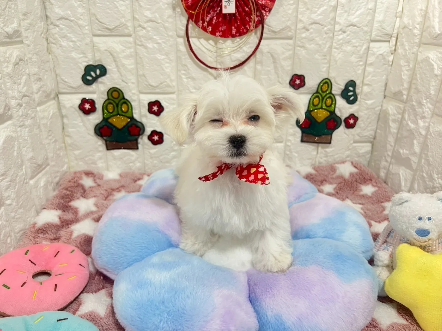 マルチーズ♂ホワイト