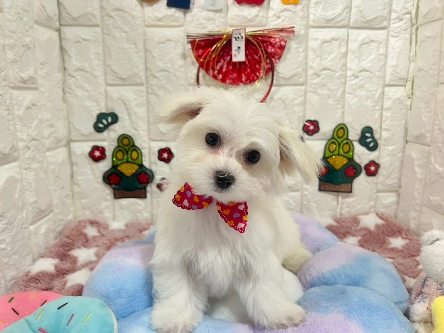 ご家族が決まりましたマルチーズ♀ホワイト