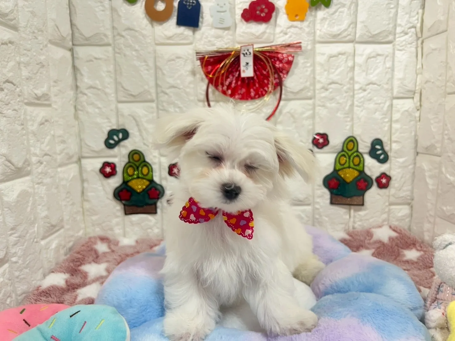 ご家族が決まりましたマルチーズ♀ホワイト