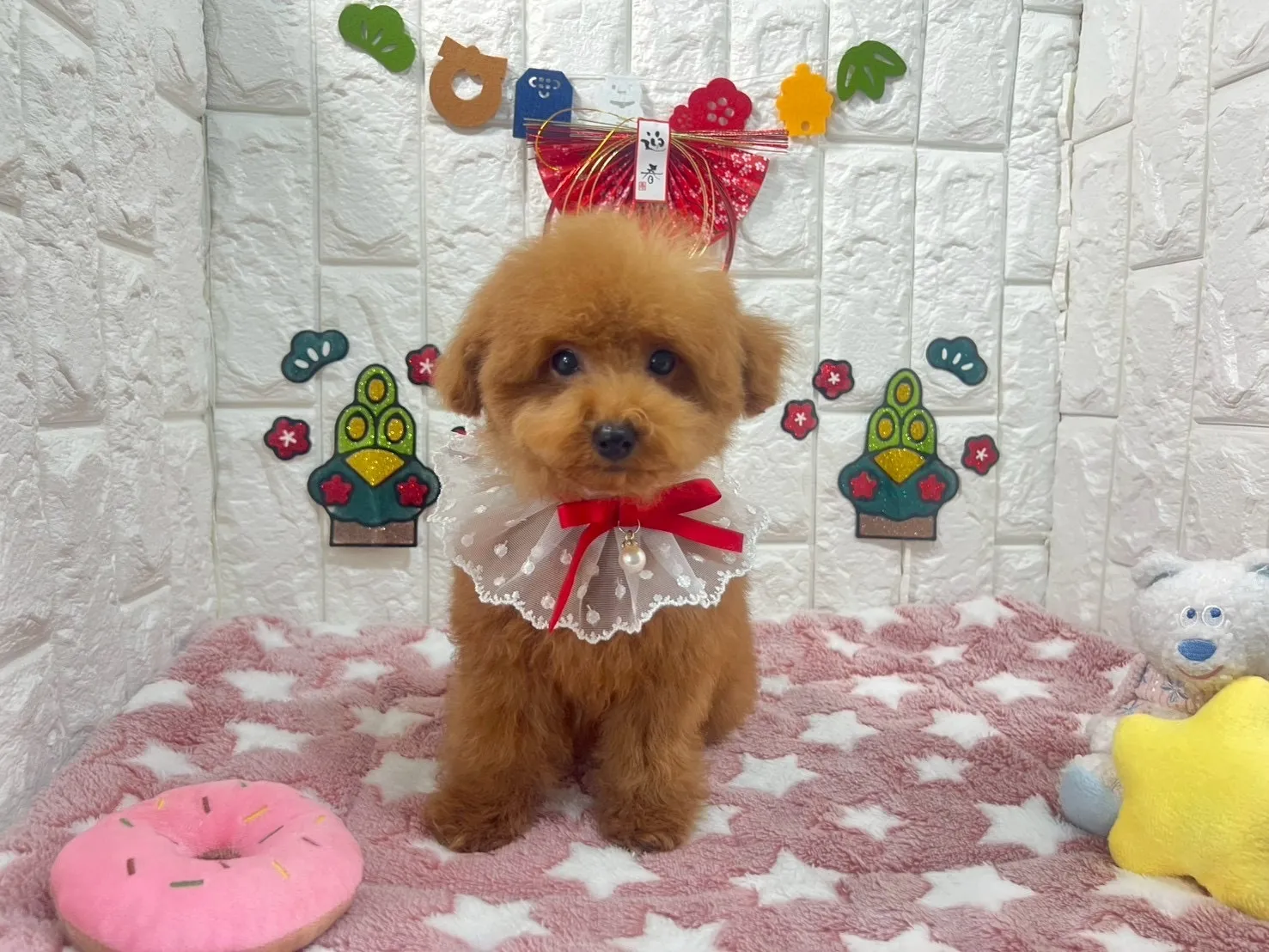 ビションプー♂レッド