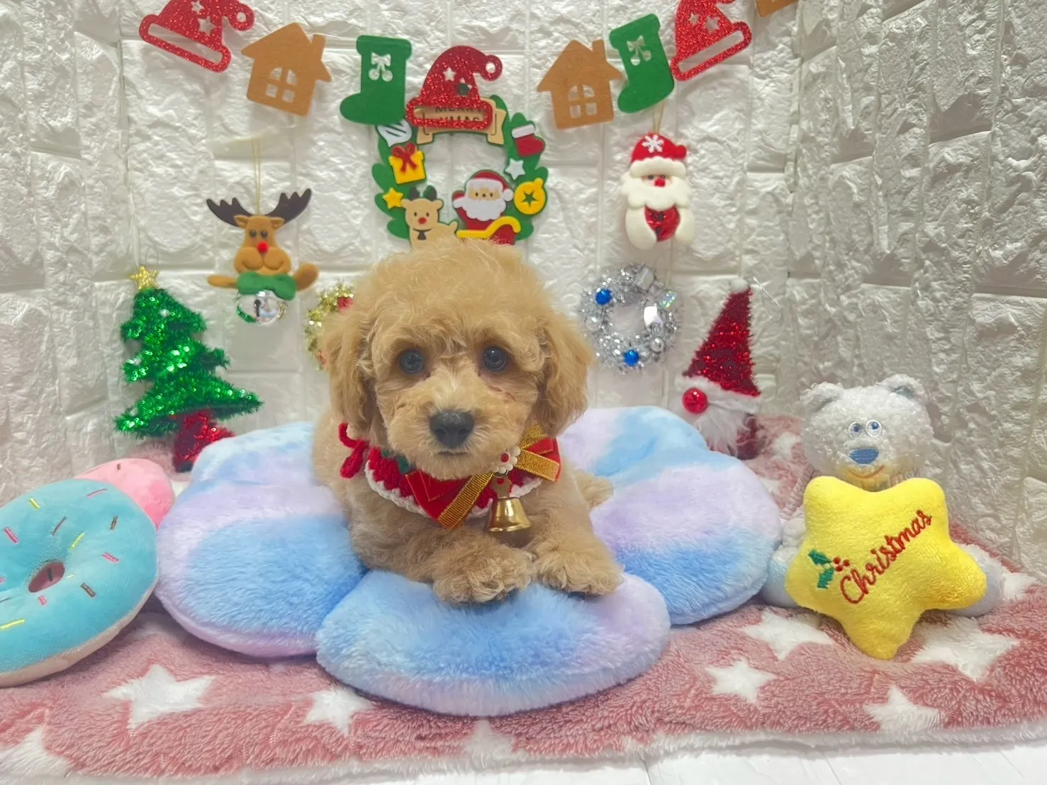 ビションプー♂アプリコット