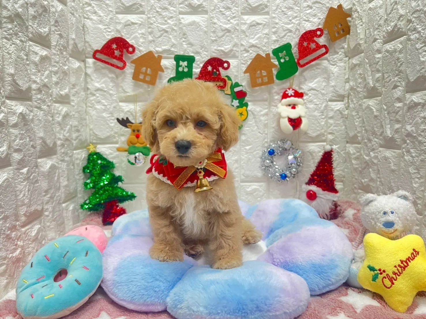 ビションプー♂アプリコット