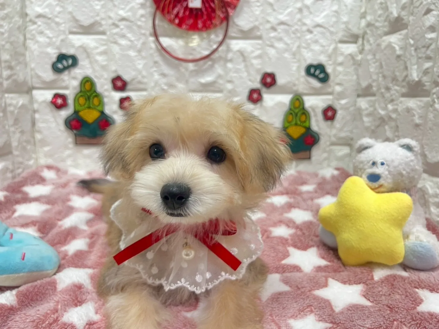 ご家族が決まりましたビションヨーキー♀フォーン