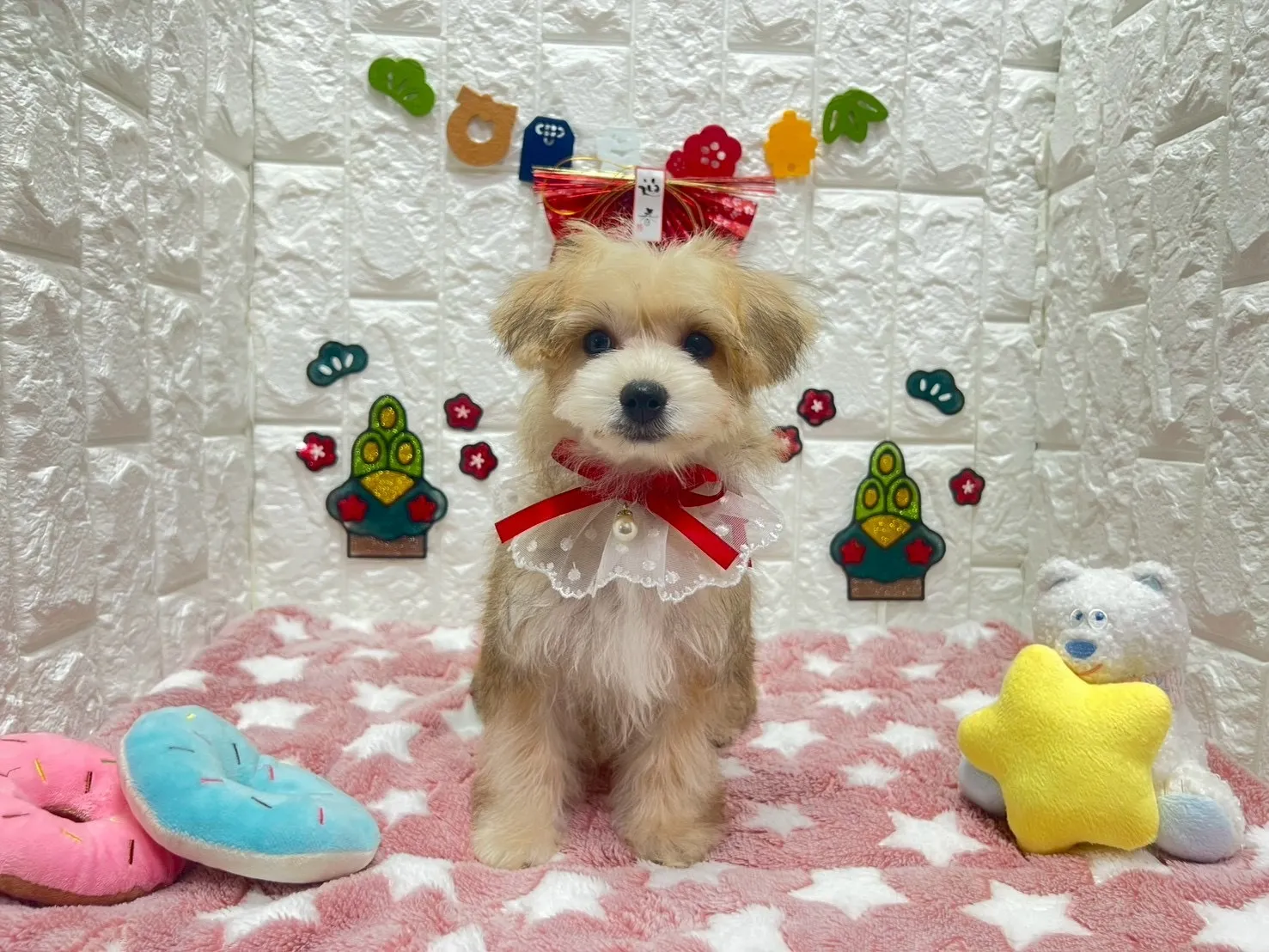 ご家族が決まりましたビションヨーキー♀フォーン