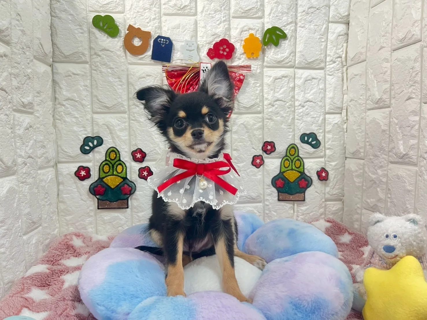 ご家族が決まりましたチワワロング♂ブラック＆タン　グレー