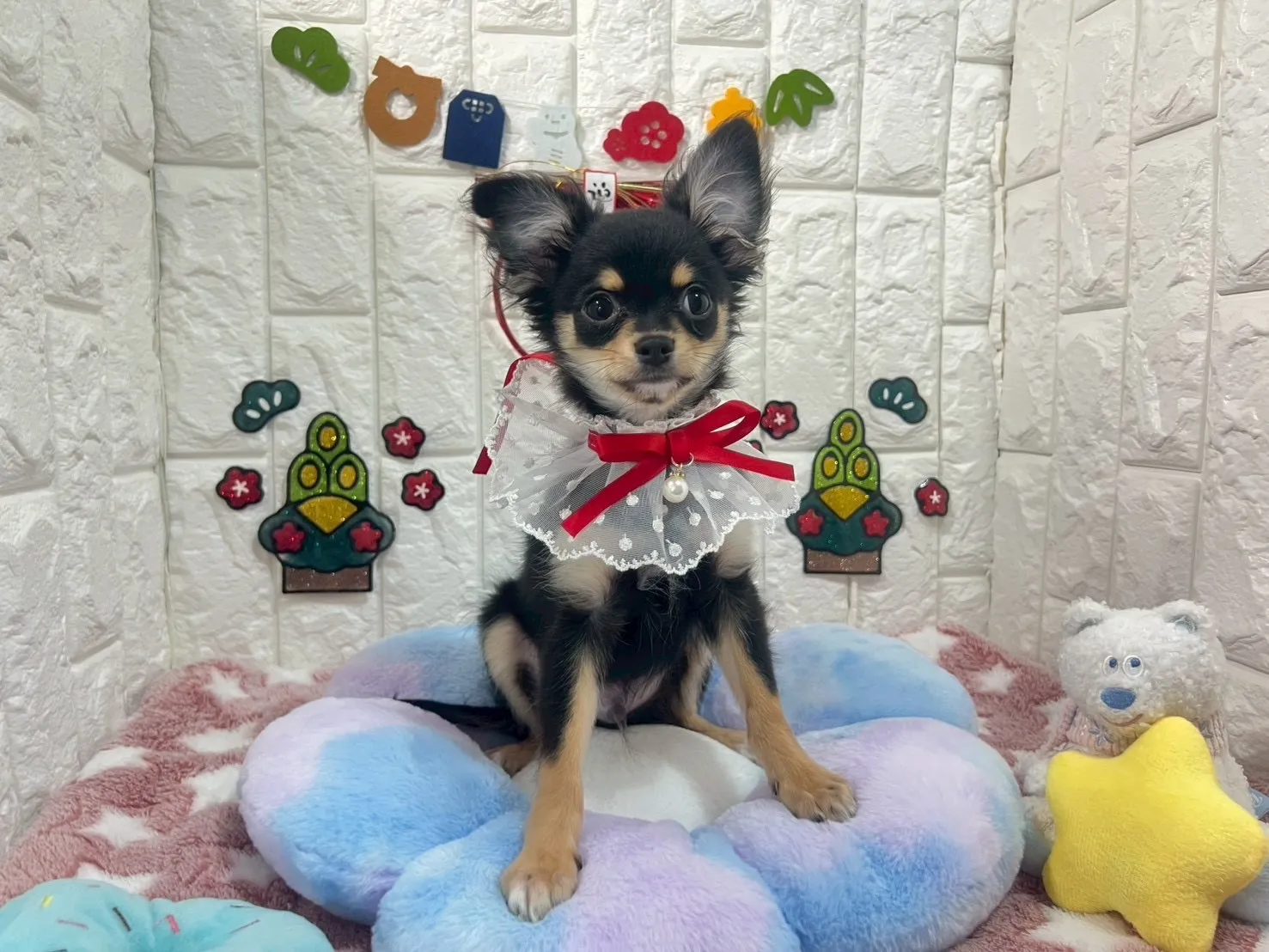 ご家族が決まりましたチワワロング♂ブラック＆タン　グレー