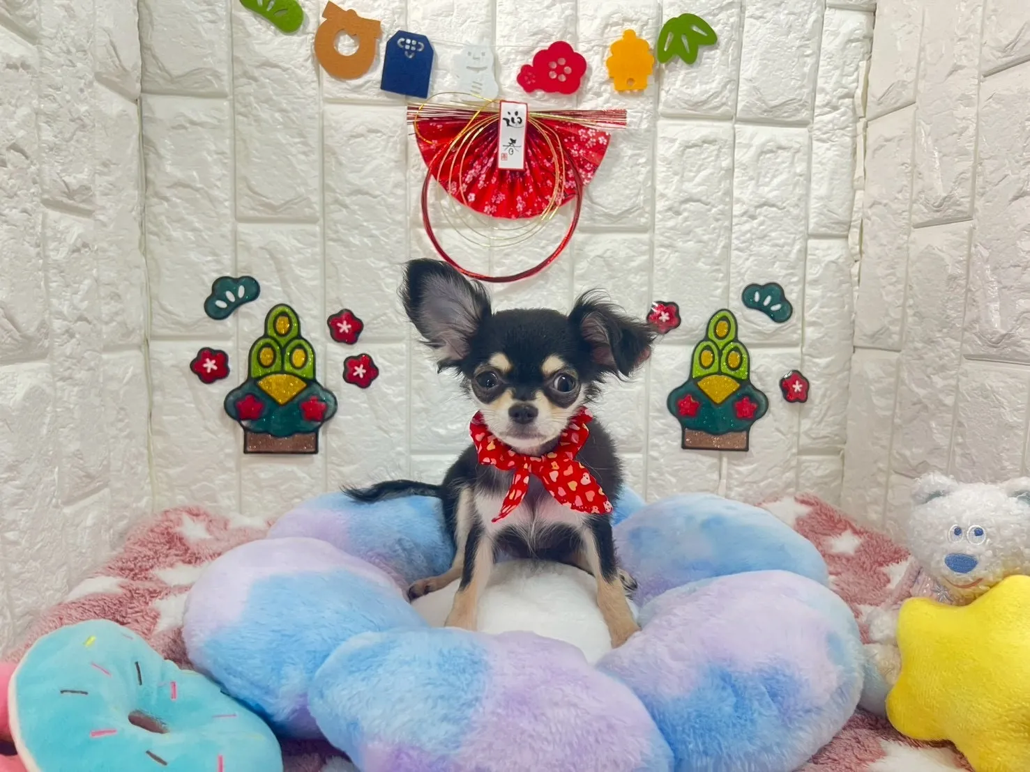 ご家族が決まりましたチワワロング♂ブラック＆タン　緑首輪