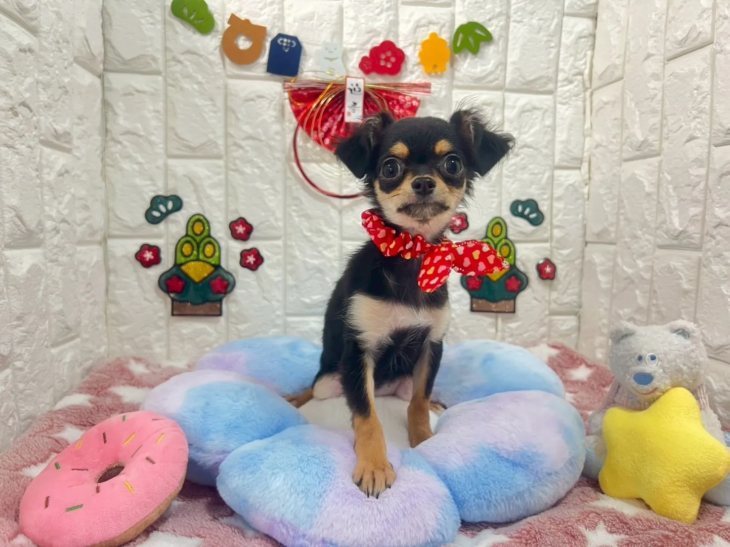 ご家族が決まりましたチワワロング♀ブラック＆タン