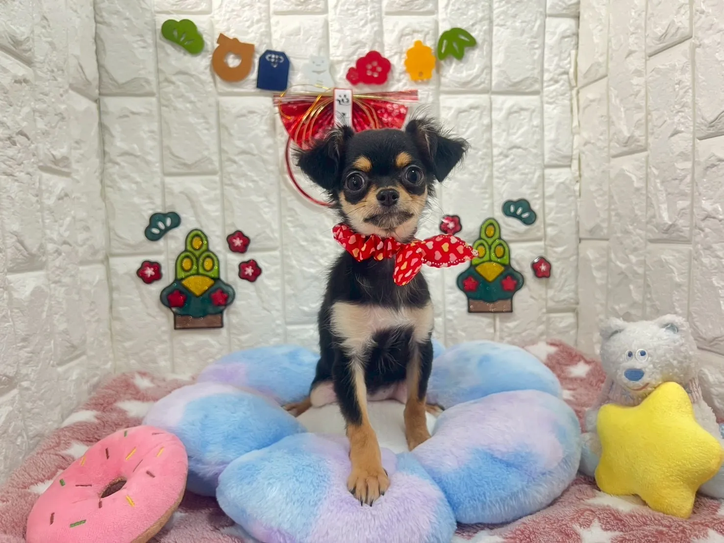 ご家族が決まりましたチワワロング♀ブラック＆タン