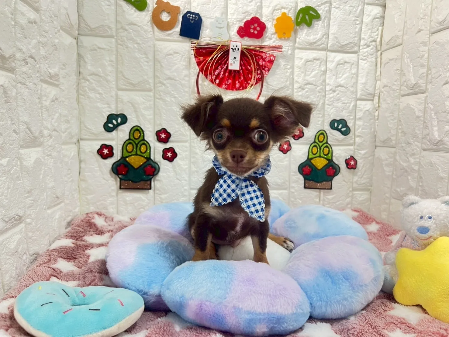 チワワロング♂チョコタン