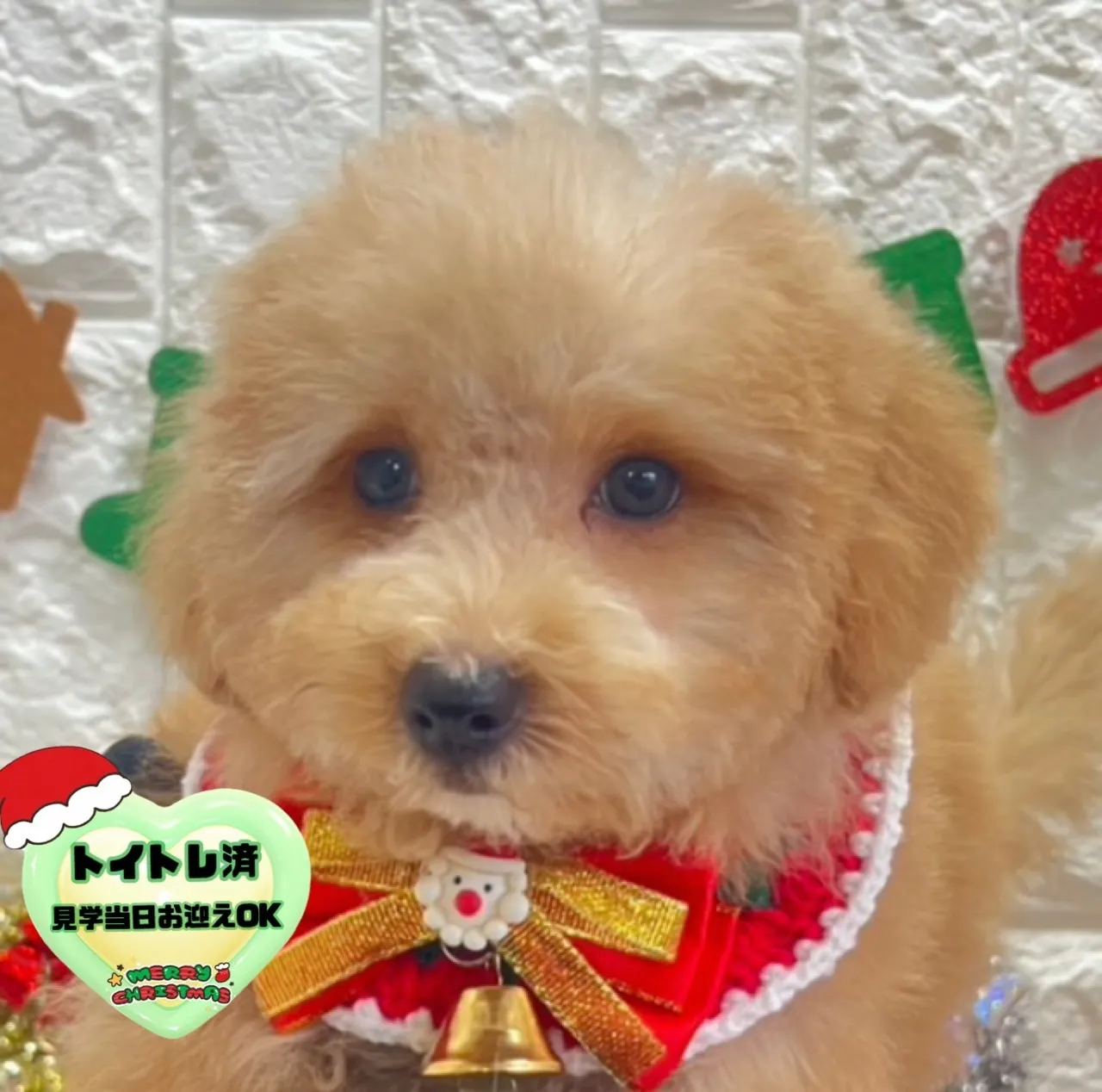 ビションプー♂アプリコット