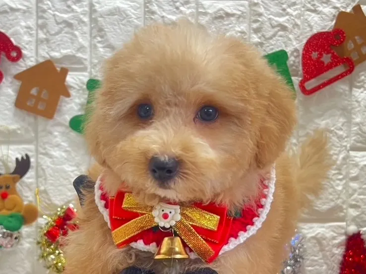 ビションプー♂アプリコット