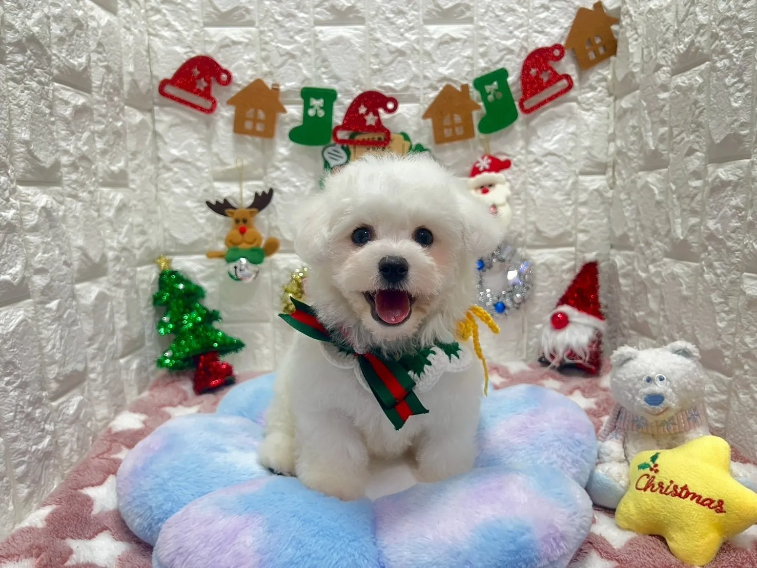 ビションフリーゼ♂ホワイト