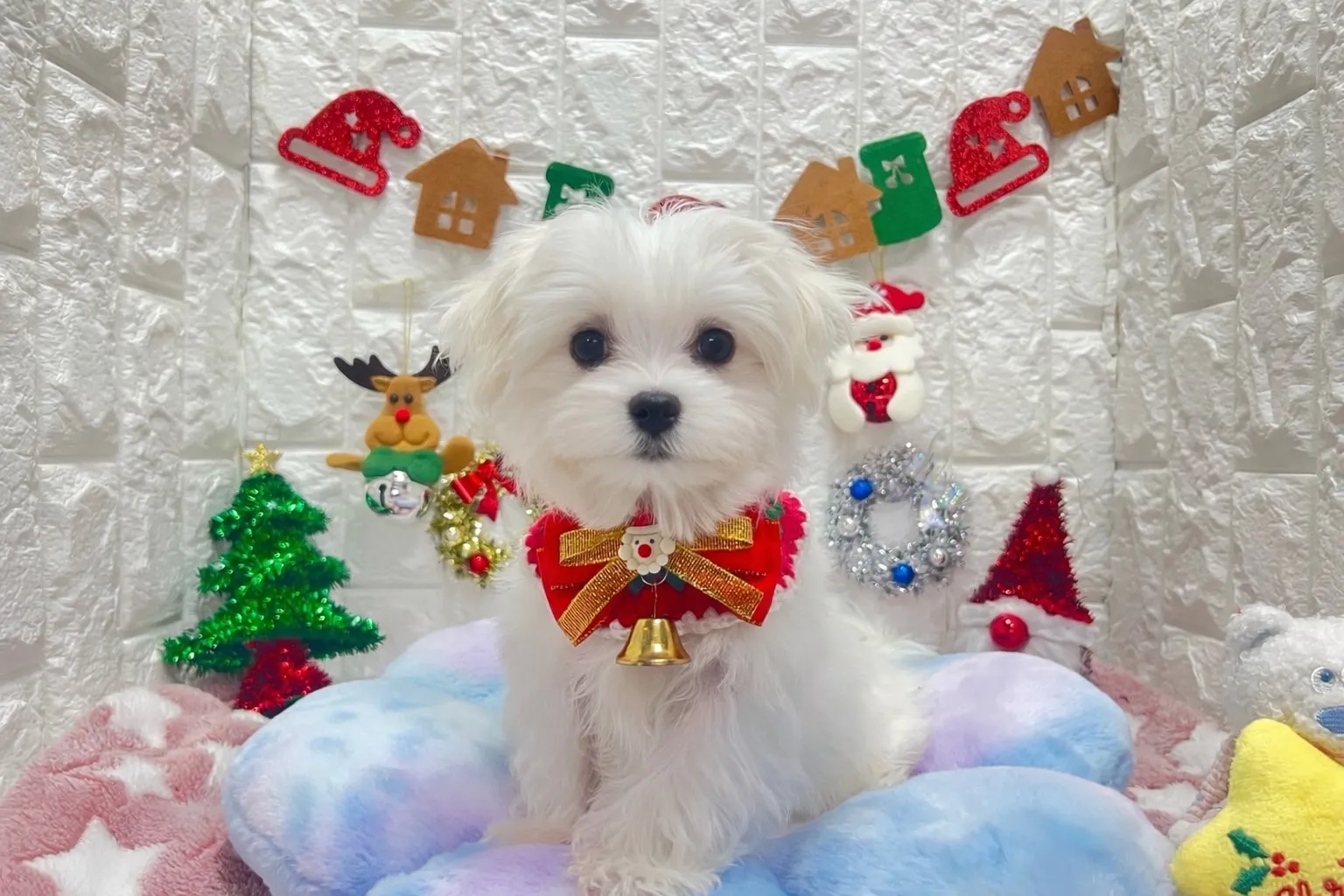 ご家族が決まりましたマルチーズ♀