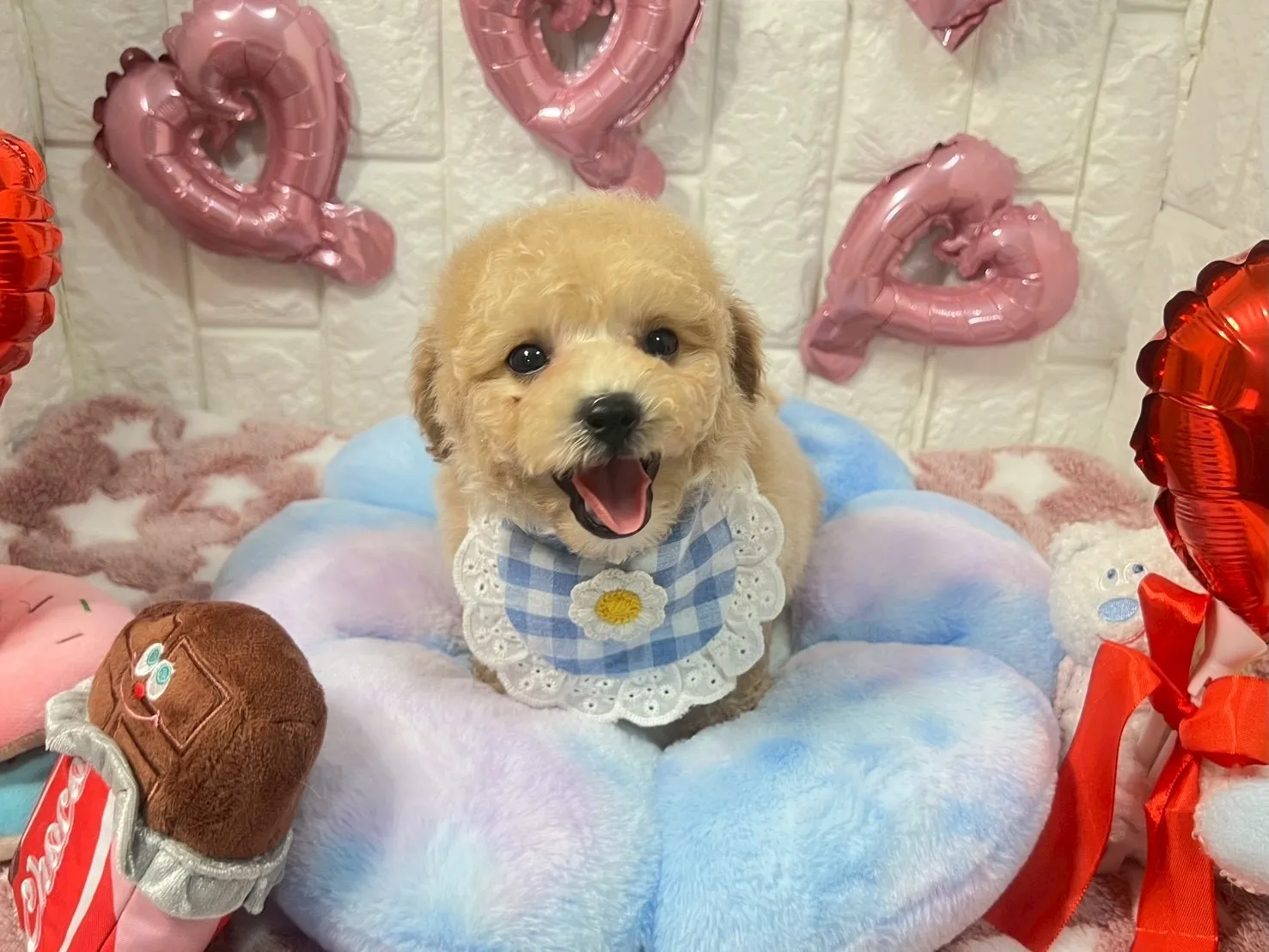 ビションプー♂ミルクティー