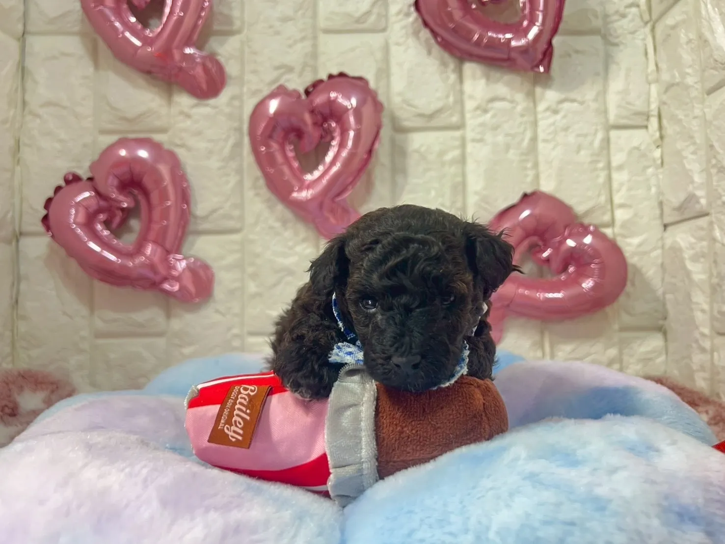 トイプードル　トイ♂　ブラック＆ブラウン