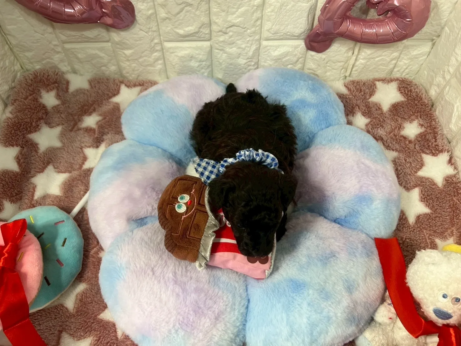 トイプードル　トイ♂　ブラック＆ブラウン