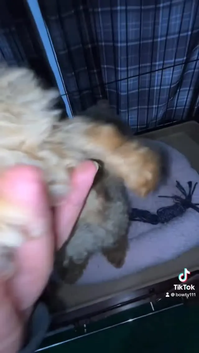 トイプードルの男の子👦🧡元気いっぱい愛されキャラですね🐶今は...