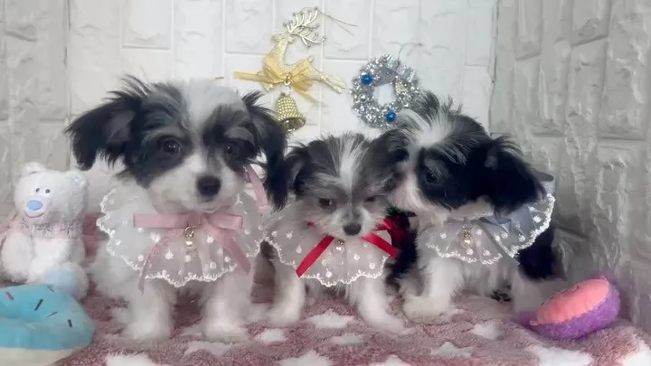 🩵ご家族様募集中🩷